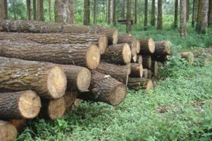 Bahan Mentah Kayu: Panduan Lengkap Mengenal Jenis, Kualitas, Sumber, dan Strategi Pengelolaan Efisien untuk Produksi Kayu Berkualitas, Mebel, Kerajinan, dan Industri Kayu Modern yang Ramah Lingkungan dan Berkelanjutan